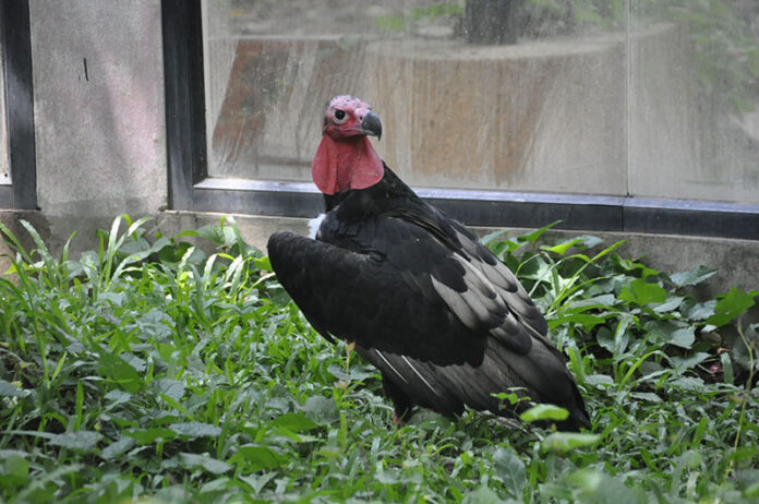 A bird of prey Saturday in Korat Zoo.