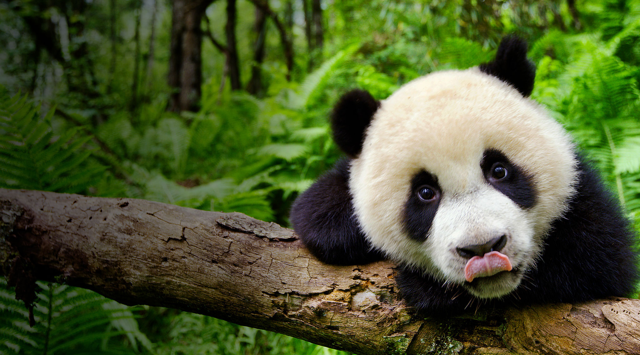 EOAD share panda
