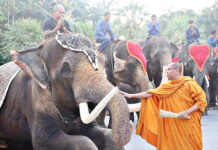 Everything Elephant as Thailand Celebrates National Animal (Video)