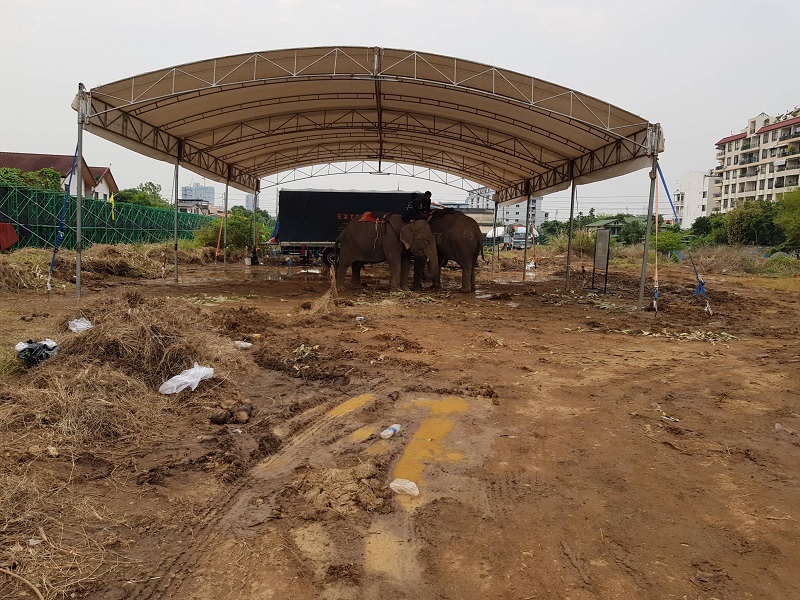 Elephants on Saturday under a shed in the walled field.