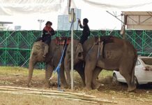 Elephant Polo to Continue Despite Abuse Mahouts wielding bullhooks sit on elephants Saturday in the walled field where they were kept when not competing.