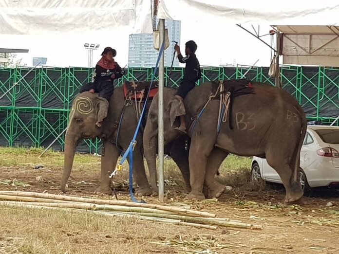Mahouts wielding bullhooks sit on elephants Saturday in the walled field where they were kept when not competing.