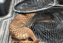 Dog Slaughter Won’t Solve Rabies Problem: Animal Advocates
