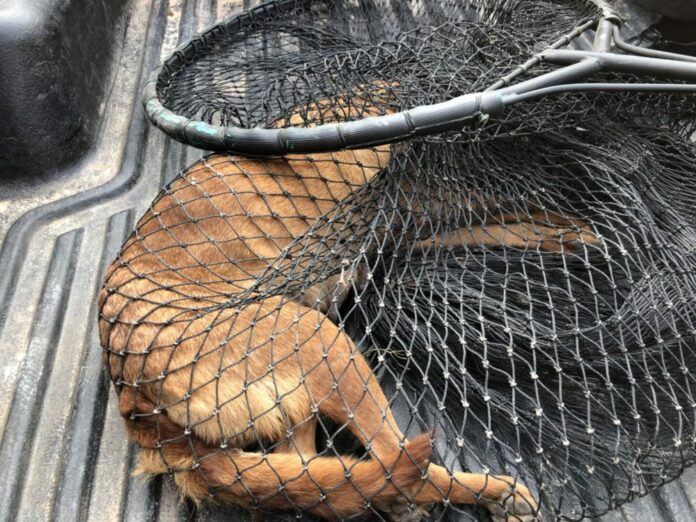 A stray dog, suspected to have rabies, in Mukdahan province was caught by officers on Wednesday.