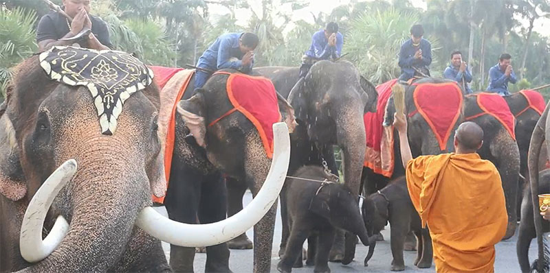 Everything Elephant as Thailand Celebrates National Animal (Video)