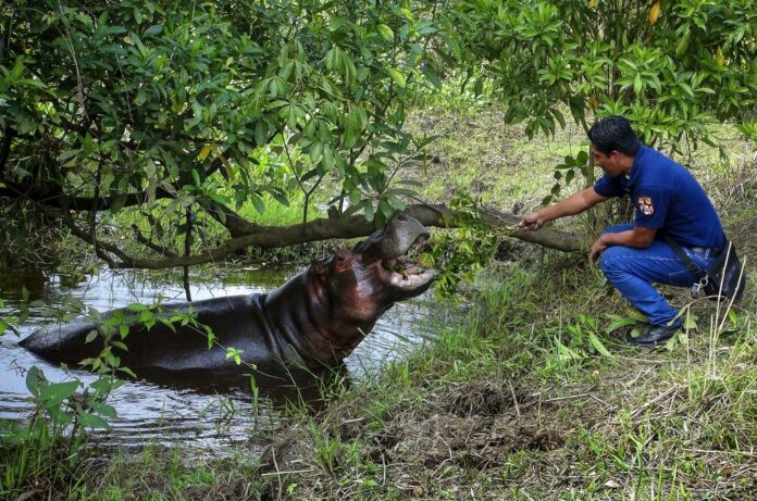 A man offers a branch to snack on to a hippopotamus locals have named Tyson on Friday in Las Chopas, Veracruz state, Mexico. Photo: Armando Serrano / Associated Press