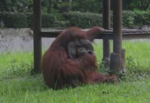 Smoking Orangutan Riles Anger Against Zoo in Indonesia (Video)