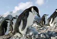 New Nature Doc ‘Earth: One Amazing Day’ Shouldn’t Be Missed