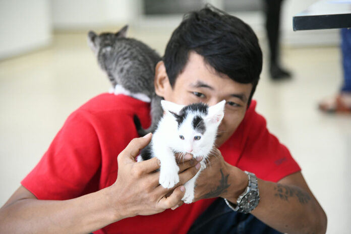 A man holds a kitten while another sits on his shoulder Friday at the Small Animal Hospital at Chulalongkorn University.