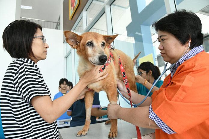 A dog undergoes a medical examination Friday at the Small Animal Hospital at Chulalongkorn University.