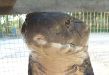 Pet Cat Fights Off King Cobra in Trang