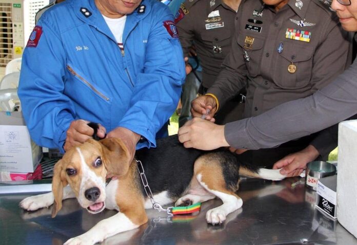 A dog is vaccinated against rabies in Bangkok Sept. 10, 2015.
