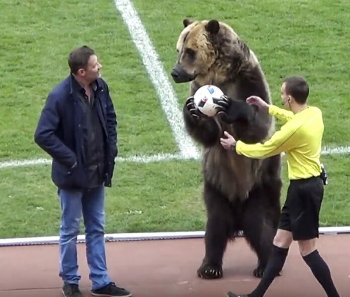 A bear performs before a Russian Second League soccer match between Angusht Nazran and Mashuk-KMV in Pyatigorsk, Russia. Photo: FC Angusht Nazran youtube channel / Associated Press