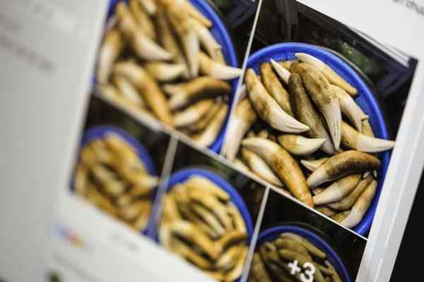 This screen grab from a Facebook group photographed Monday from a computer screen in Washington shows what appears to be a bucket of tiger teeth offered for sale on a Facebook page. Photo: Associated Press