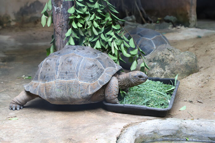 A female teenage Aldabra giant tortoise Thursday at Dusit Zoo.
