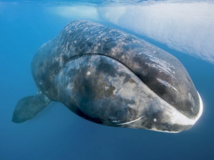 Image: National Geographic / YouTube