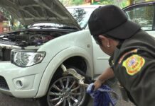 Chemical Weapons Extract Python From Lopburi Family Truck (Video)
