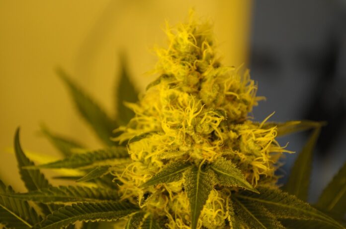 A sativa cannabis flower. Image: David Gach / Flickr