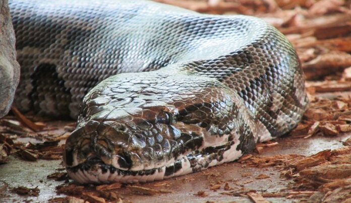 Python Photo: Chad Sparkes / Flickr