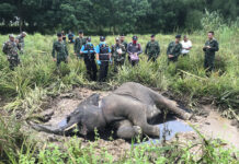 Hungry Elephants Killed Foraging For Food in South: NGO