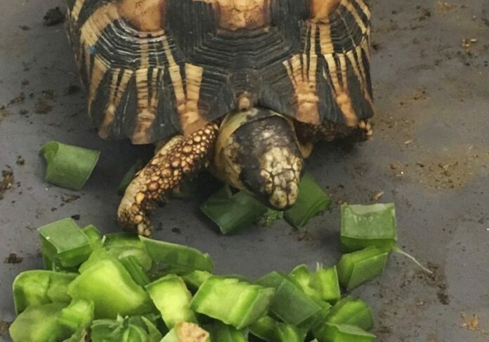 critically endangered radiated tortoise is recovering from capture by wildlife traffickers in Madagascar. Photo: Susie Bartlett / Associated Press