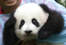 Baby Panda Born in Malaysia Zoo Makes Public Debut A zoo worker holds a baby panda Saturday at Malaysia Zoo in Kuala Lumpur, Malaysia. Photo: Vincent Thian / Associated Press