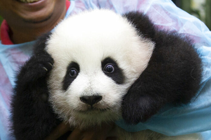 A zoo worker holds a baby panda Saturday at Malaysia Zoo in Kuala Lumpur, Malaysia. Photo: Vincent Thian / Associated Press