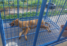 Korat Officials Accused of Killing Healthy Dogs An image Friday shows a dog that reportedly died after being given an overdose of sedatives in Nakhon Ratchasima. Photo: Watchdog Thailand