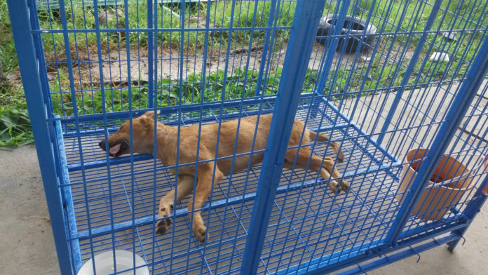 An image Friday shows a dog that reportedly died after being given an overdose of sedatives in Nakhon Ratchasima. Photo: Watchdog Thailand