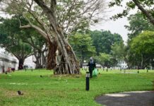 Little Love Lost For Neighbors of Evicted Fort Community A worker picks up litter May 31 in a park being built behind Mahakan Fort.