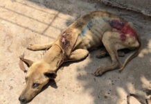 Officials Deny Massive Dog Deaths – Agree to Let Vets In Open wounds on an emaciated dog in a photo supplied to Khaosod English purportedly taken during this past week at a Livestock Department quarantine facility in Nakhon Panom province.