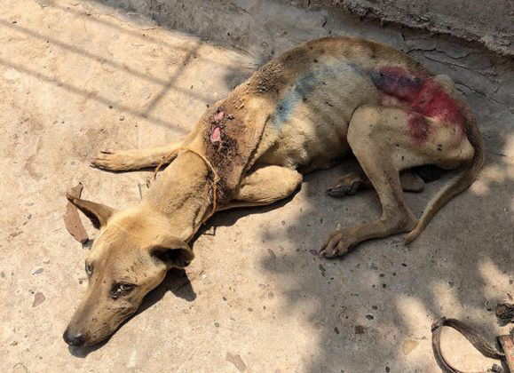 Open wounds on an emaciated dog in a photo supplied to Khaosod English purportedly taken during this past week at a Livestock Department quarantine facility in Nakhon Panom province.