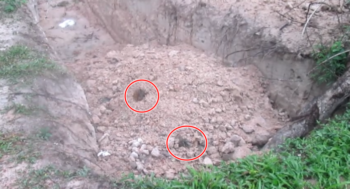 An image Monday shows parts of dog corpses sticking out in a pit near the Nakhon Phanom Quarantine Station.