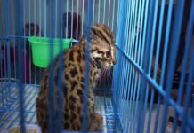 That’s No Kitten! Rare ‘Fishing Cat’ Cub Rescued in Chumphon (Photos)