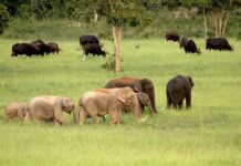 ‘Siam Winery’ Supports Sustainable Environment through Power of Kuiburi and Hornbill Preservation Initiative (Sponsored)