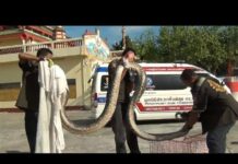 Duck-Eating Python Subdued After Epic Struggle