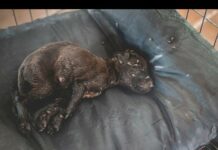 Thousands Dead, Hundreds More Dogs Now Dying Due to Scare: Foundation