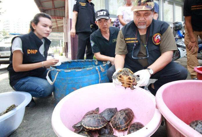 National parks officials examine rescued turtles. Photo: Navee Changpirom / Courtesy