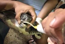 Choking to Death on Trash: Thailand’s Toxic Secret Vets treat a green sea turtle found filled with plastic waste last week. It did not survive. Photo: ReReef / Facebook