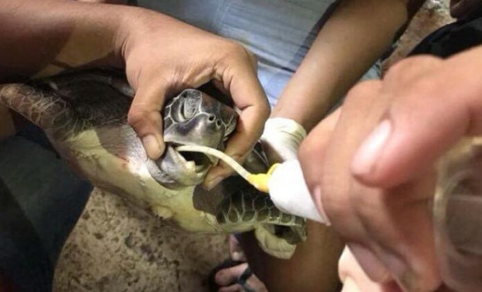 Vets treat a green sea turtle found filled with plastic waste last week. It did not survive. Photo: ReReef / Facebook