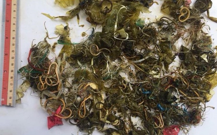 Plastic waste found filled inside a green sea turtle's stomach. Photo: ReReef / Facebook