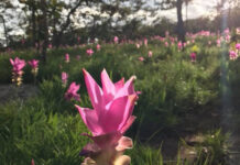 Siamese Tulips Bloom in Chaiyaphum