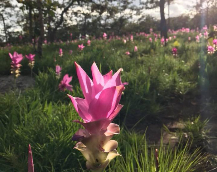 A Siam tulip in bloom at Pa Hin Ngam National Park in a photo posted Wednesday. Photo: Pahinngam National Park / Photo