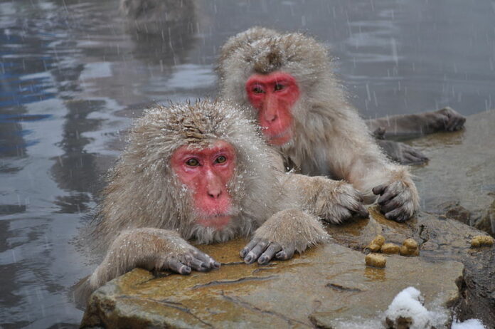 Snow Monkeys in 2013 in Nagano, Japan. Photo: Yblieb / Wikimedia Commons