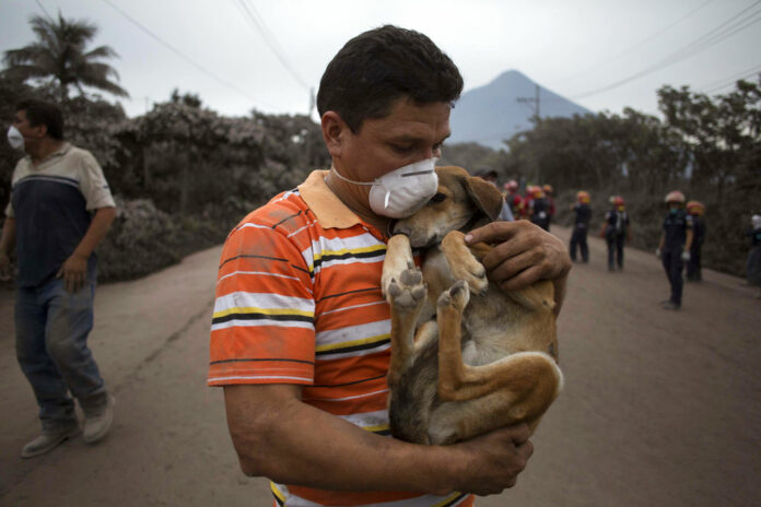 A resident cradles his dog after rescuing him near the Volcan de Fuego, or 