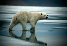 Starving Polar Bear Among Arresting Images to Show