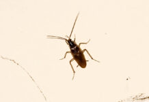 Rainy Season is Roach Season. Here’s What to Do.