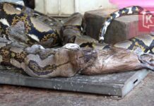 2-Cat Snack Proves Too Much For Bangkok Python (Video)
