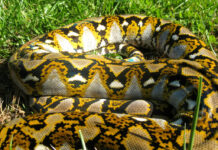 7-Meter Python Swallows Indonesian Woman File photo. Photo: Kyle Zimmerman