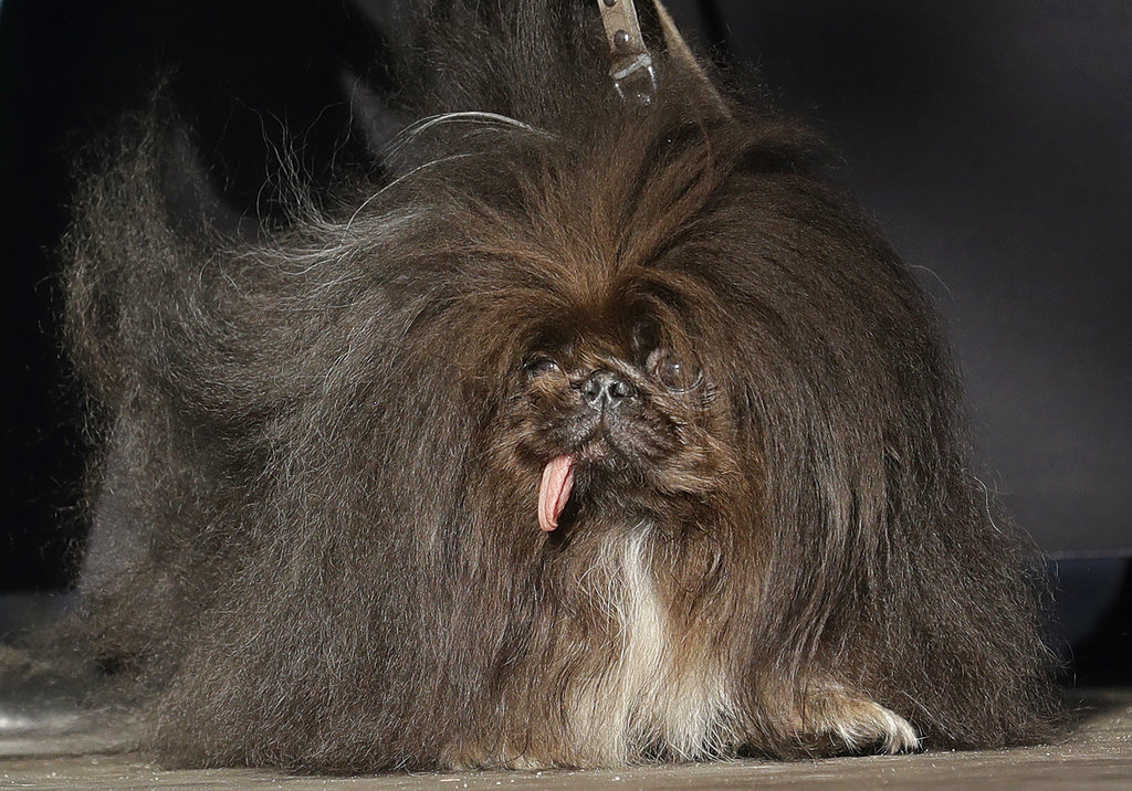 Wild Thang, a Pekingese, was just not ugly enough. Photo: Jeff Chiu / Associated Press